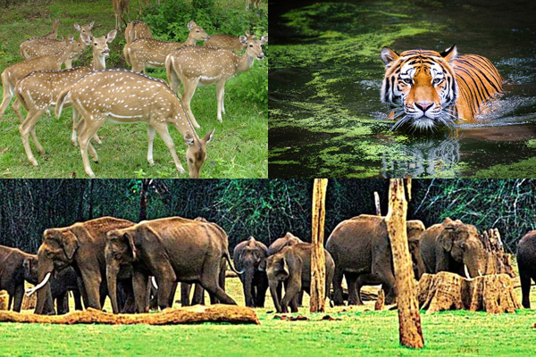 kerala-wildlife-tour-silvertone-tours